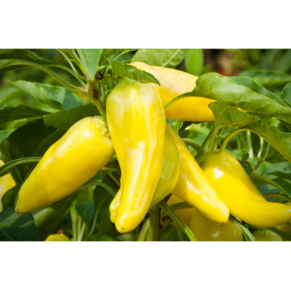 Sarı Kapya Biber Tohumu 75 Adet Tohum - Resim 8