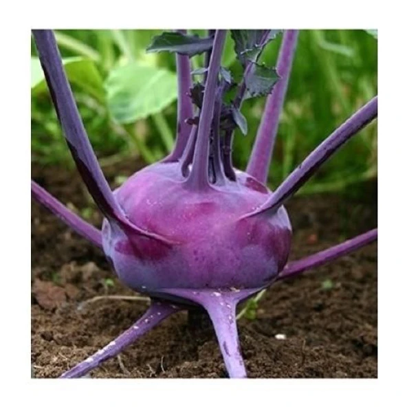 Yerli Mor Alabaş Tohumu 1 Gr Ort 200 Ad Tohum ürün görseli 1