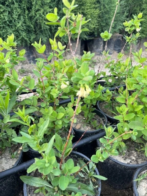 Saksıda meyve veren Honeyberry (Bal yemişi) Fidan yaş 2 boy 50-70 cm - 2