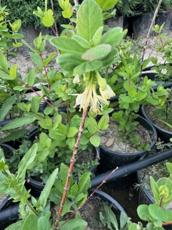 Saksıda meyve veren Honeyberry (Bal yemişi) Fidan yaş 2 boy 50-70 cm - 3