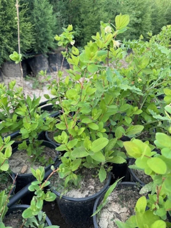 Saksıda meyve veren Honeyberry (Bal yemişi) Fidan yaş 2 boy 50-70 cm - 4