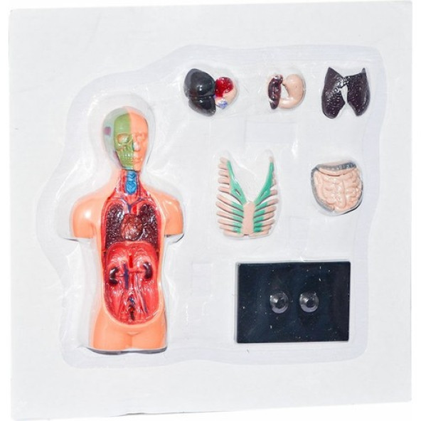 Vücut Tanıma Seti -Asya - 2