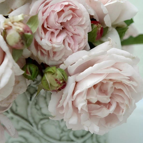 Tüplü Yediveren Kordes Constanze Mozart Parfüm Kokulu Gül Fidanı - 2