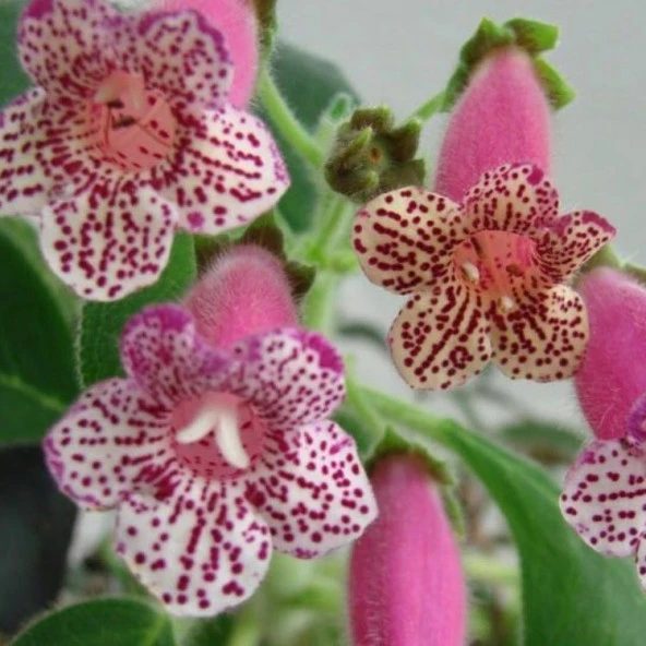 Koleksiyonluk Leah Kohleria Japon Küpelisi Çiçeği Fidesi (Mini Saksıda) - Resim 2