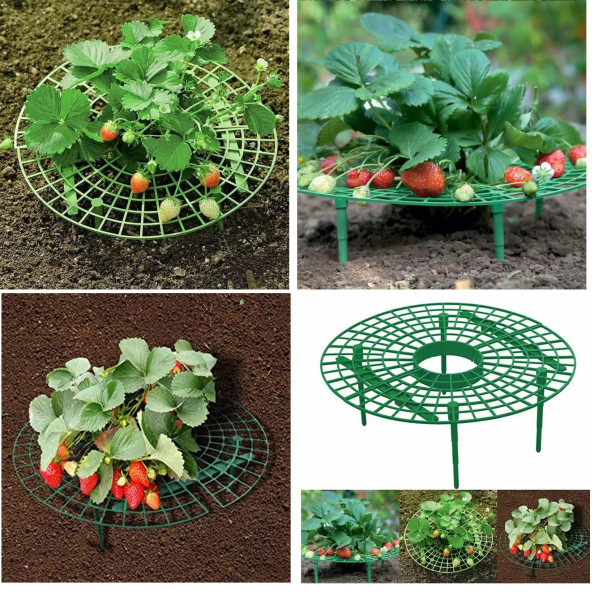 YATE10 (1Adet) Plastik Çilek Geliştirme Standı - Resim 2