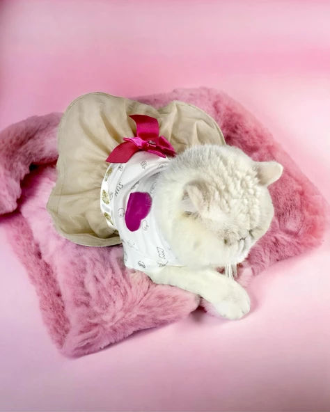 Creamy Fuschia Tütülü Kedi Elbisesi, Kıyafeti Tutu - 5
