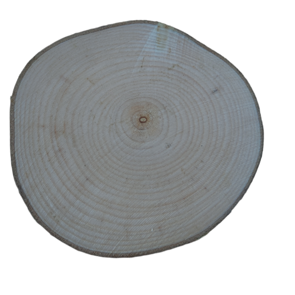 Oduncudünyası Doğal Ahşap Kütük Dilimi 9-10 cm - 10 Adet - 3