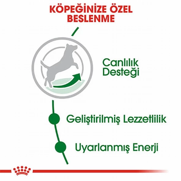 Royal Canin Mini Adult 8+ Küçük Irk Yaşlı Köpek Maması 2 Kg - Resim 2
