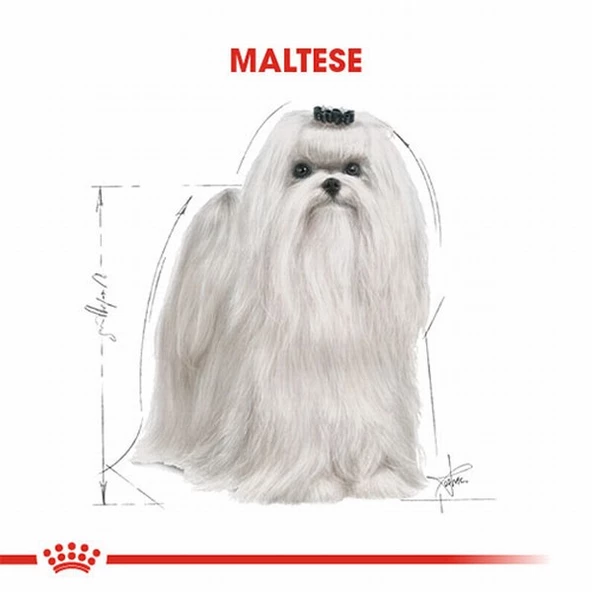 Royal Canin Maltese Terrier Adult Yetişkin Köpek Maması 1,5 Kg - Resim 3