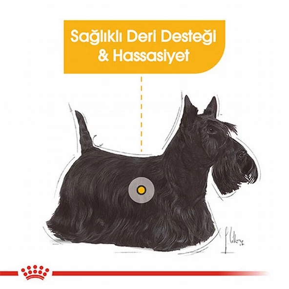 Royal Canin Ccn Mini Dermacomfort Adult Küçük Irk Yetişkin Köpek Maması 3 Kg - Resim 2