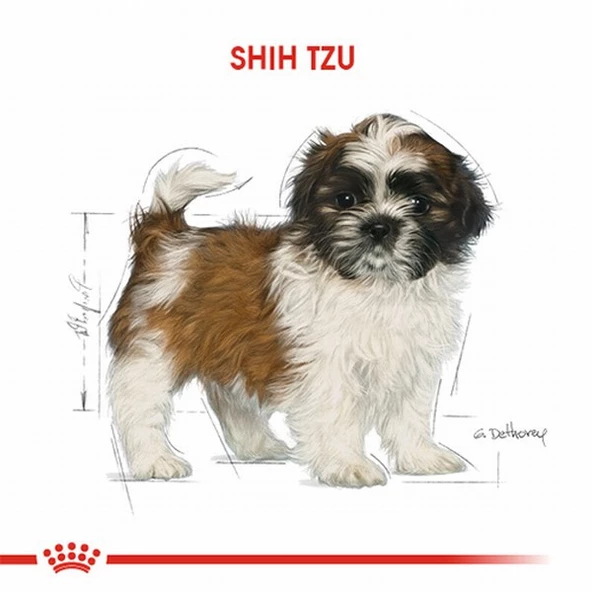 Royal Canin Shih Tzu Puppy Yavru Köpek Maması 1,5 Kg - Resim 2