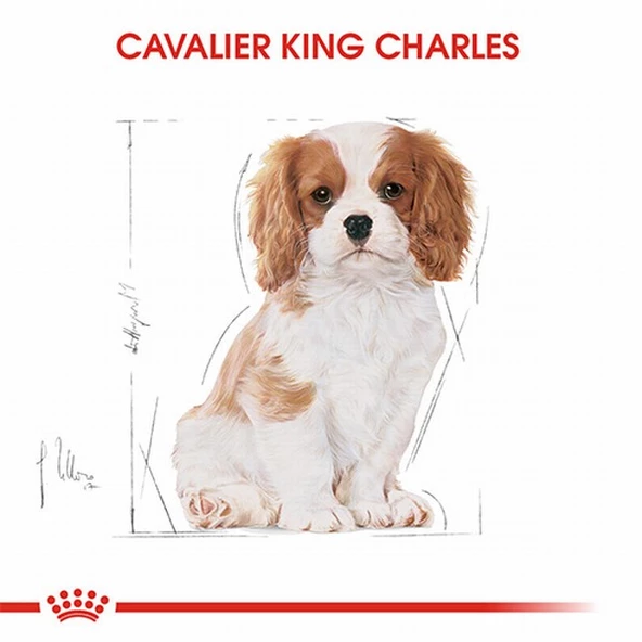 Royal Canin Cavalier King Charles Puppy Yavru Köpek Maması 1,5 Kg - Resim 2
