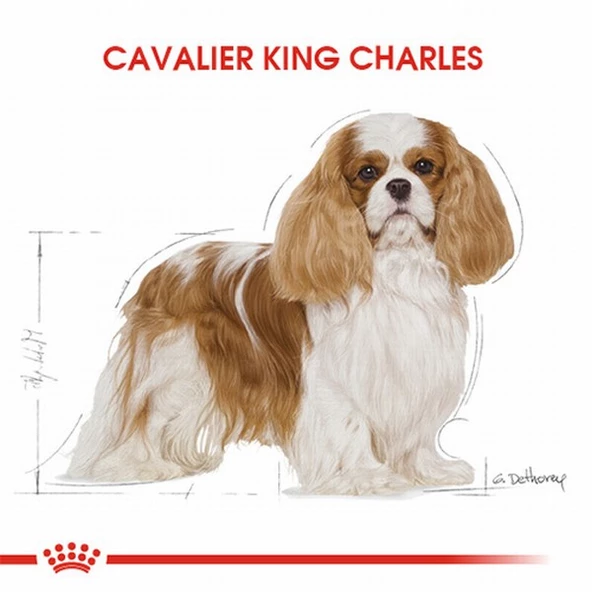 Royal Canin Cavalier King Charles Adult Yetişkin Köpek Maması 1,5 Kg - Resim 3