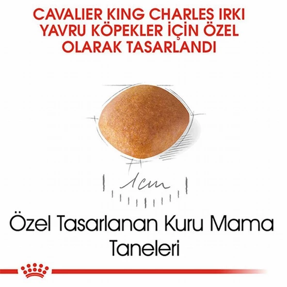 Royal Canin Cavalier King Charles Puppy Yavru Köpek Maması 1,5 Kg - Resim 3