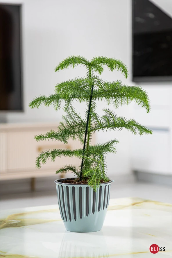 2 Adet 1,9 lt Plastik Dekoratif Kırık Beyaz Renk Piyano Saksı - Resim 3