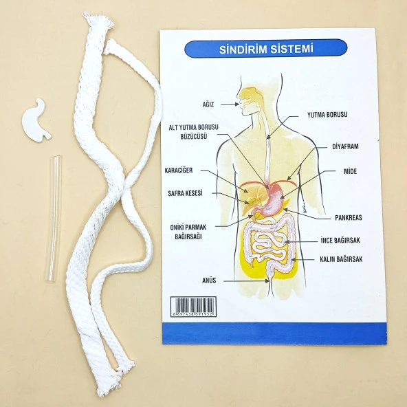 Sindirim Sistemi Modeli Deney Seti - 2