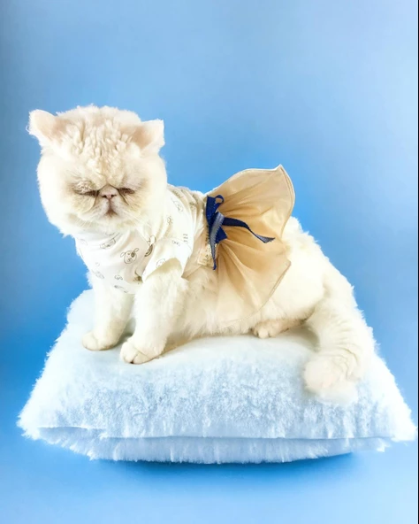 Navy Creamy Tütülü Kedi Elbisesi, Kıyafeti Tutu ürün görseli 1