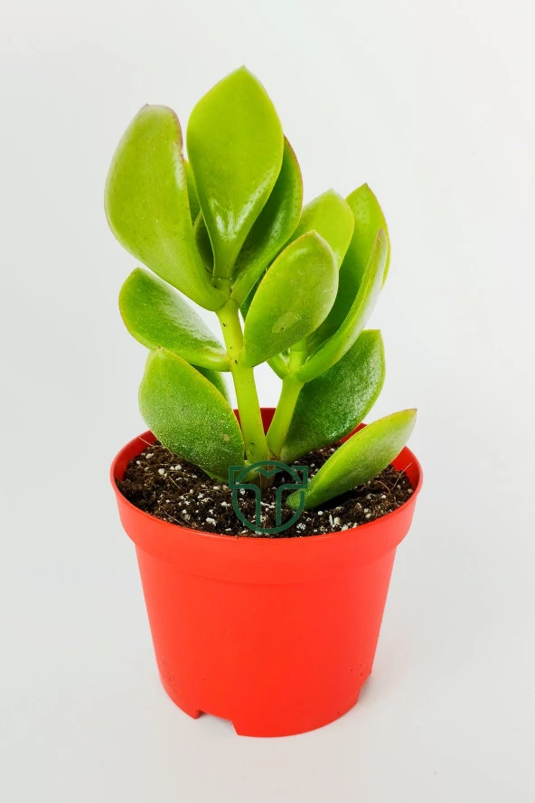 Para çiçeği para ağacı yeşim bitkisi büyük boy Crassula Portulacea bolluk bereket çiçeği