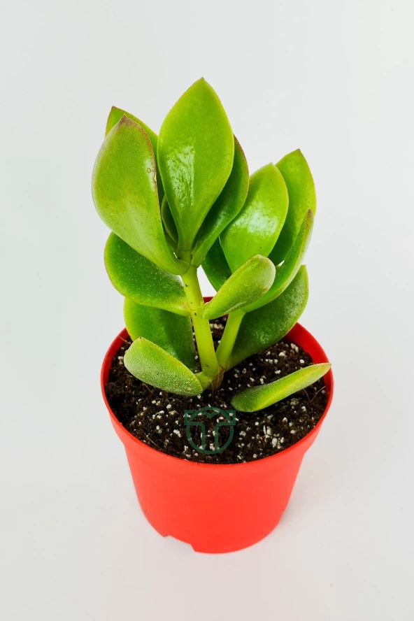 Para çiçeği para ağacı yeşim bitkisi büyük boy Crassula Portulacea bolluk bereket çiçeği - 2