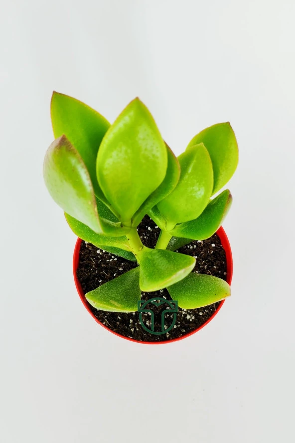 Para çiçeği para ağacı yeşim bitkisi büyük boy Crassula Portulacea bolluk bereket çiçeği - 4