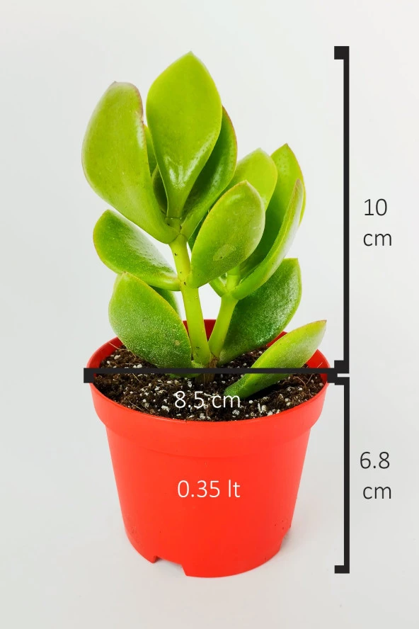 Para çiçeği para ağacı yeşim bitkisi büyük boy Crassula Portulacea bolluk bereket çiçeği - 5
