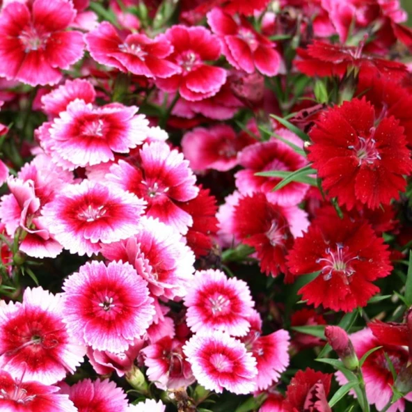 ÇİN KARANFİLİ Tohumu Yerli Dianthus chinensis 100 adet