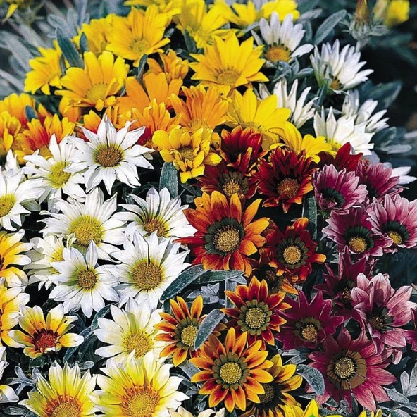 MERAMLI KIZ Tohumu Yerli Gazania splendens 20 adet