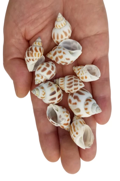 10 Adet Junonia Shell Deniz Kabuğu 9-JS