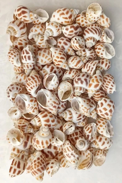 10 Adet Junonia Shell Deniz Kabuğu 9-JS - 3