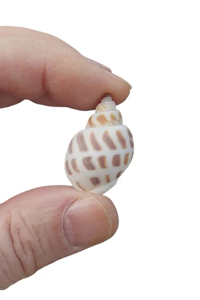 10 Adet Junonia Shell Deniz Kabuğu 9-JS - 2