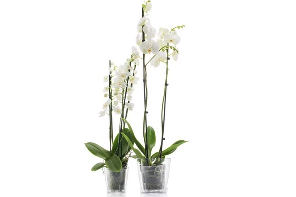 Poliwork Vanda 18 cm Tabaklı Orkide Saksı 2.2 lt - 1