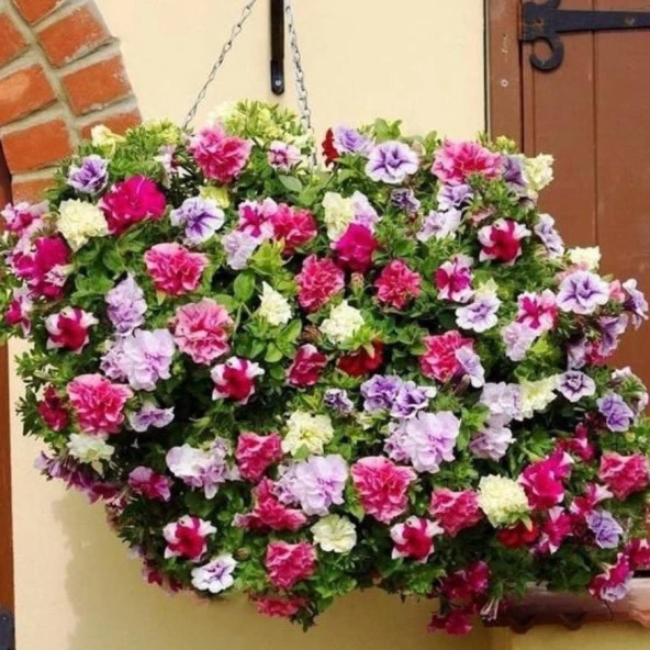 Tumbelina  Mixed  Kokulu Katmerli Sarkıcı Superstar Petunya Çiçeği Fidesi (50 Adet)
