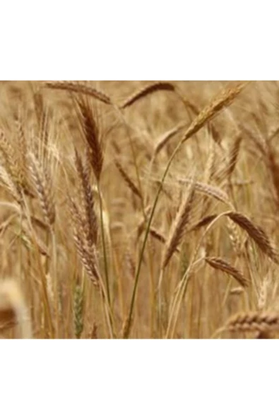 Gezen Tavuk Için Beş Çeşit Yem Bitkisi Tohumu Karışımı 6 kg - Resim 2