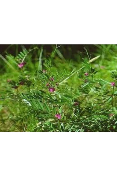 Gezen Tavuk Için Beş Çeşit Yem Bitkisi Tohumu Karışımı 6 kg - Resim 4