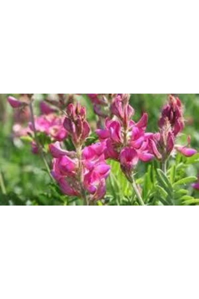 Gezen Tavuk Için Beş Çeşit Yem Bitkisi Tohumu Karışımı 6 kg - Resim 3