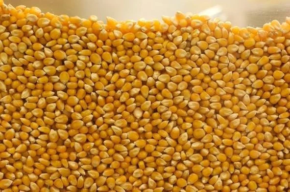 KURU MISIR 1 KG - 2