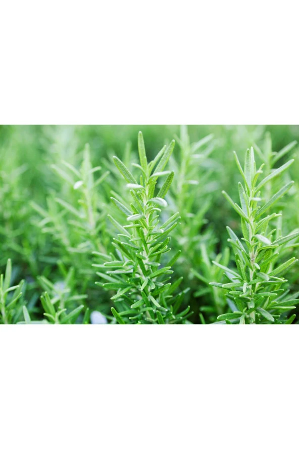 Taze Biberiye(AĞAÇTAN YENİ TOPLANMIŞ) (50 GR) Fresh Rosemary