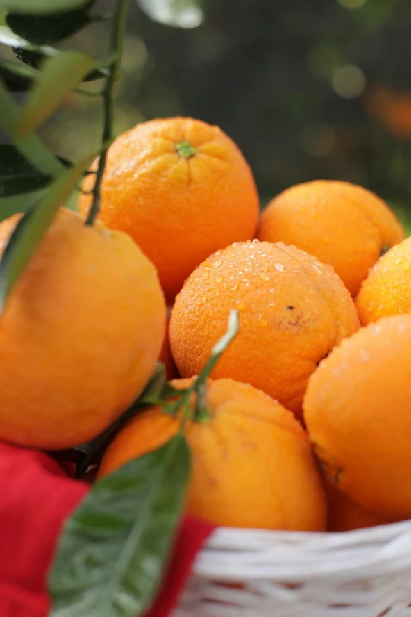 Köyceğiz Portakalı 5 Kg