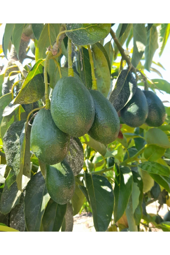 1 kg Avokado - Taze Hasat