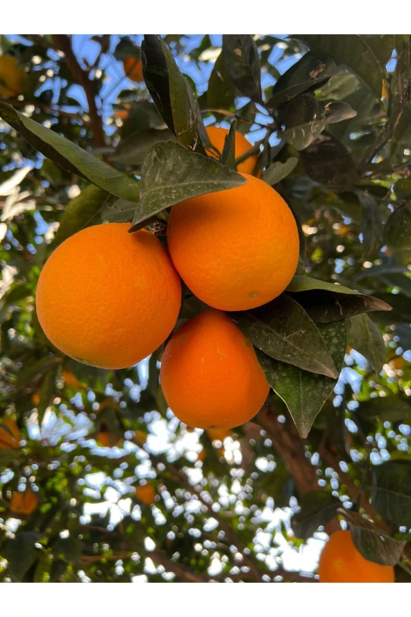 1 Kg Dalından Portakal Bol Sulu Sıkmalık