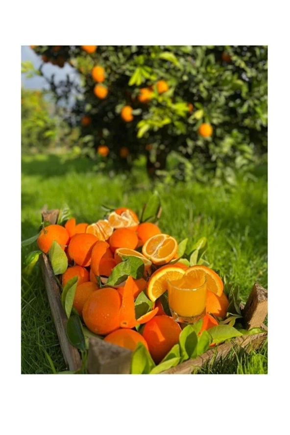 Portakal 3 Kg Limon 2 Kg - 4