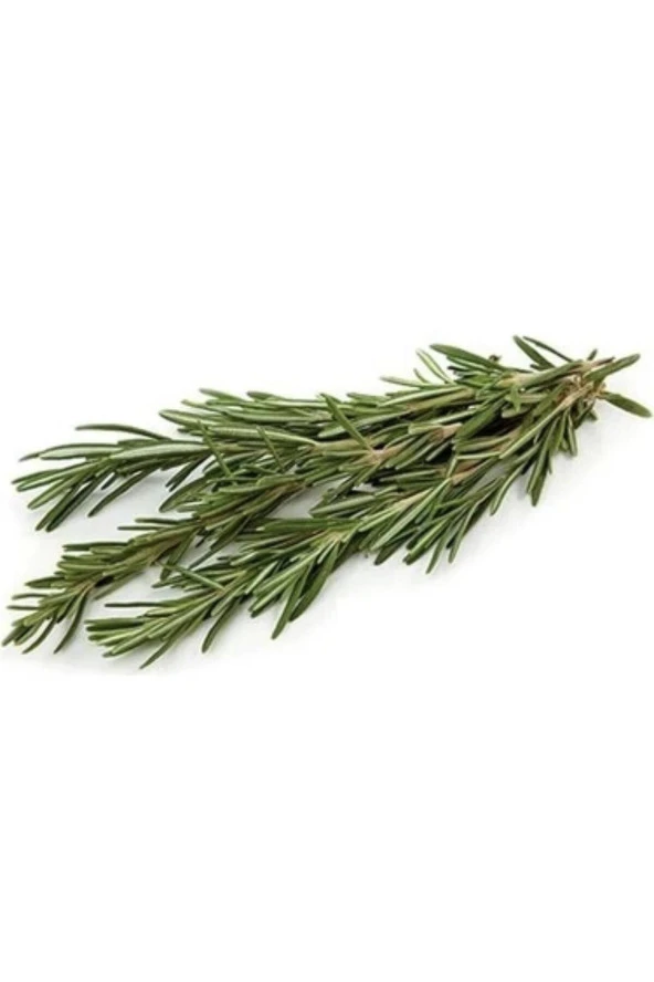 Taze Biberiye 45 gr - 4