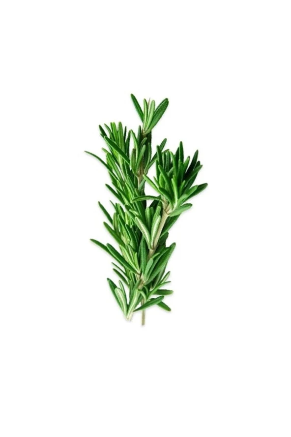 Taze Biberiye(rozmarin)-(2 Paket)