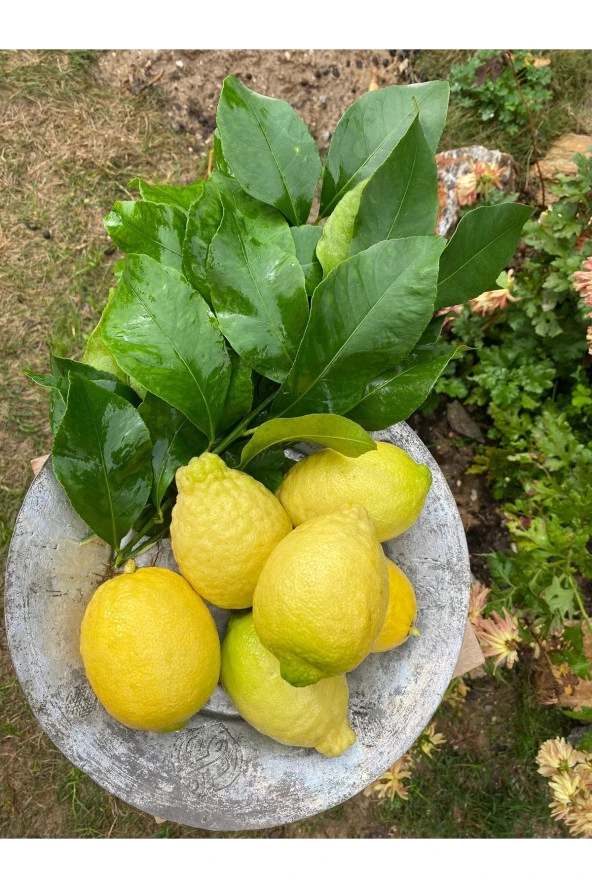 Dalından Taze Limon 5 kg