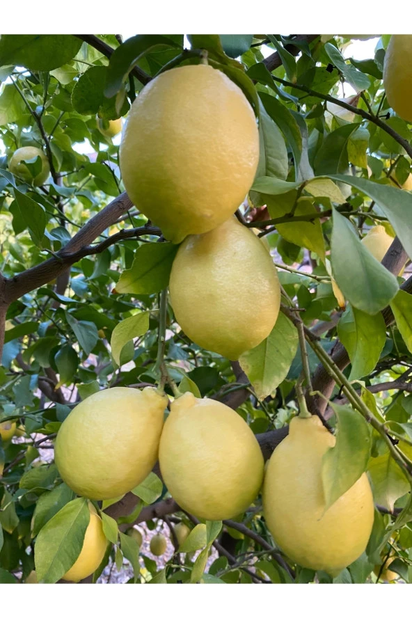 Limon 2 kg