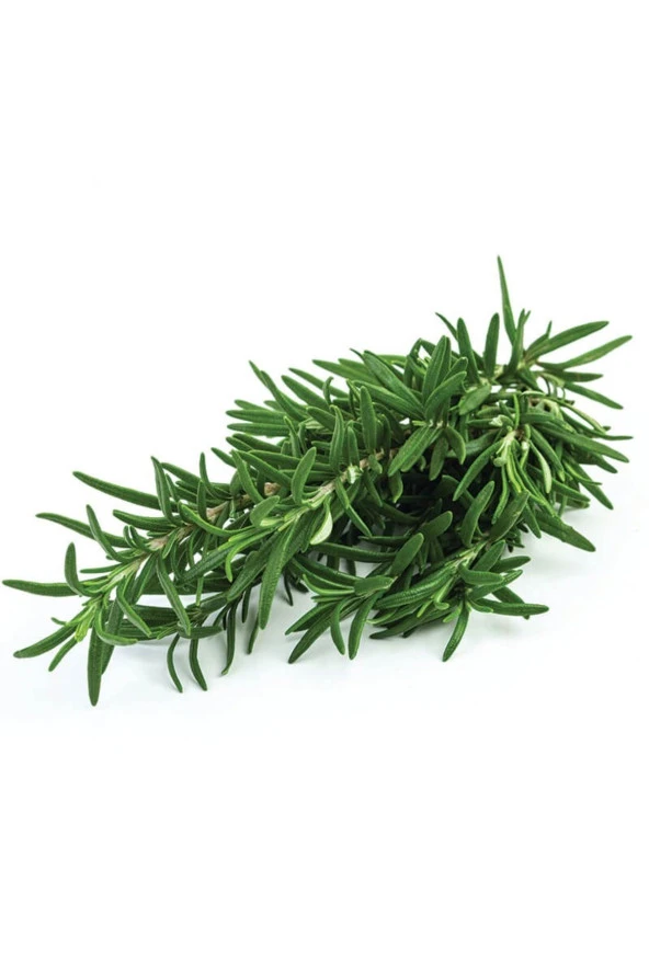 Doğal Taze Biberiye 90 gr Fresh Rosemary