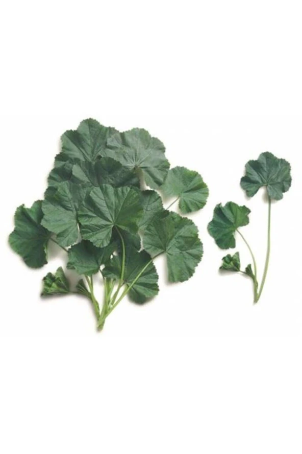 Ebegümeci ( Demet )