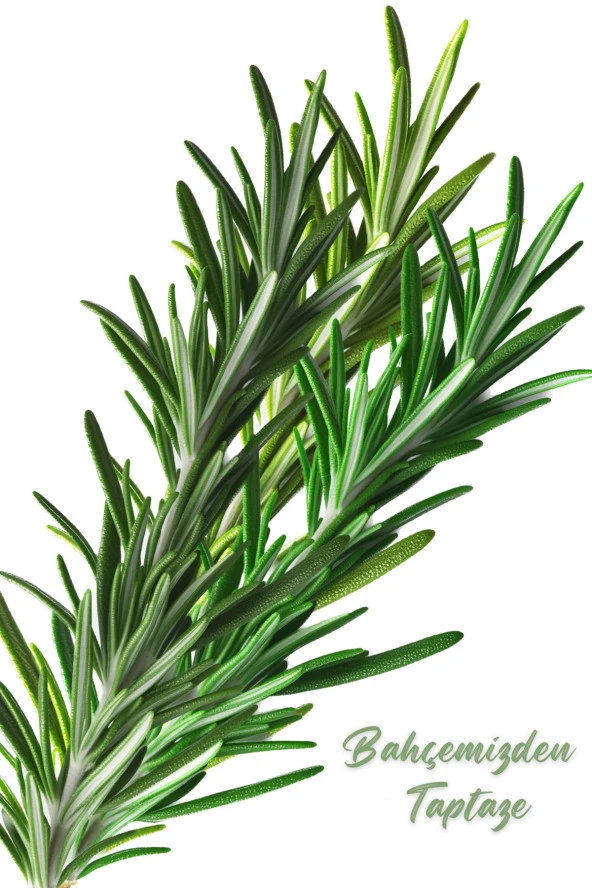 Üreticiden Ilaçsız 40 Gr. Biberiye Otu Taze Dopal Organik Rosemary - 3