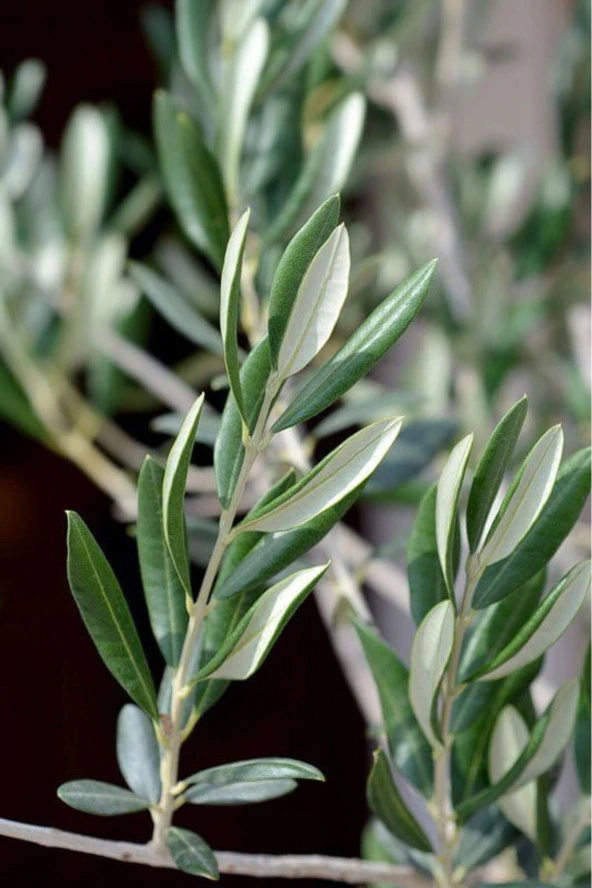 Taze Dalından Organik Zeytin Yaprağı 100 gram - 3