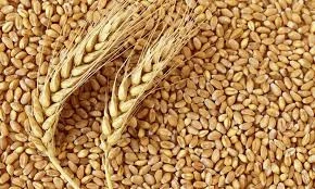 YERLİ BUĞDAY 5 KG - 2